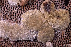 Attēlu rezultāti vaicājumam “Hypocrea pulvinata”