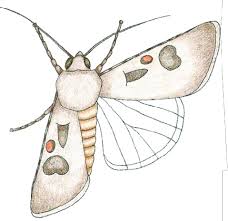 Attēlu rezultāti vaicājumam “Agrotis exclamationis”