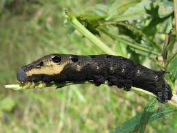 Attēlu rezultāti vaicājumam “Deilephila elpenor imago”