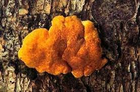 Attēlu rezultāti vaicājumam “Hypocrea rufa”