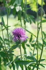 Image result for Centaurea scabiosa