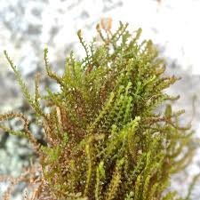 Attēlu rezultāti vaicājumam “Anastrophyllum minutum”