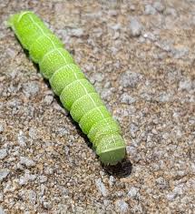 Attēlu rezultāti vaicājumam “Orthosia sp. larva”