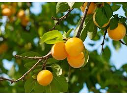 Attēlu rezultāti vaicājumam “Prunus cerasifera fruit”