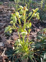 Image result for Helleborus foetidus