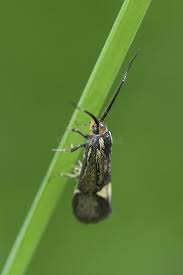 Attēlu rezultāti vaicājumam “Oecophoridae”