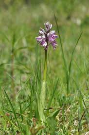 Attēlu rezultāti vaicājumam “Orchis militaris leaf”