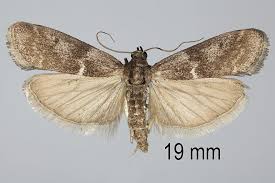 Attēlu rezultāti vaicājumam “Apomyelois bistriatella”