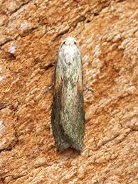 Attēlu rezultāti vaicājumam “Aphomia sociella male”