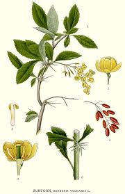 Attēlu rezultāti vaicājumam “Berberis vulgaris”