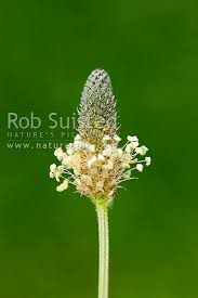 Attēlu rezultāti vaicājumam “Plantago lanceolata flower”