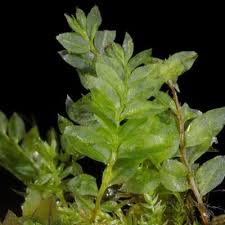 Attēlu rezultāti vaicājumam “Mnium stellare”