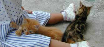 Attēlu rezultāti vaicājumam “Felis silvestris catus juvenile”