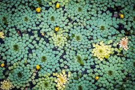 Attēlu rezultāti vaicājumam “Trapaceae”