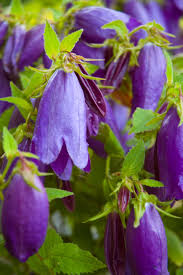 Image result for Campanula strigosa