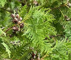 Attēlu rezultāti vaicājumam “Thuja occidentalis flower”