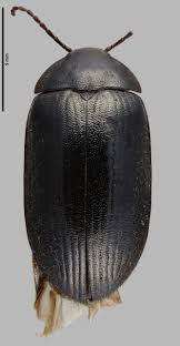 Attēlu rezultāti vaicājumam “Prionychus ater”