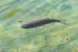 Image result for Squalius cephalus