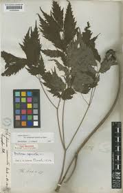 Attēlu rezultāti vaicājumam “Actaea spicata leaf”