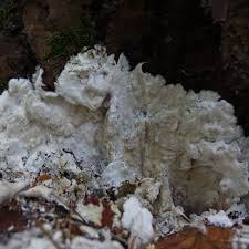 Attēlu rezultāti vaicājumam “Antrodia gossypium”