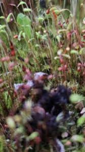 Attēlu rezultāti vaicājumam “Leptobryum pyriforme”