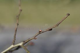 Attēlu rezultāti vaicājumam “Crataegus laevigata bud”