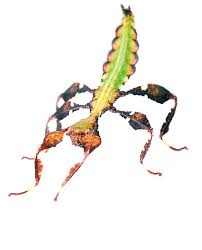 Attēlu rezultāti vaicājumam “Dicyphus nymph”