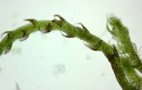 Attēlu rezultāti vaicājumam “Cephaloziella elachista macro”