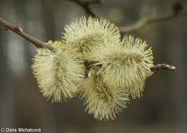 Attēlu rezultāti vaicājumam “Salix caprea fruit”