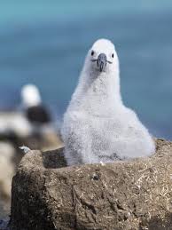 Image result for Thalassarche melanophris