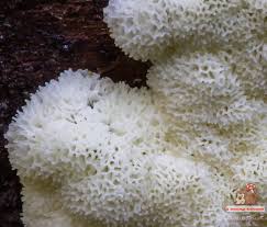 Attēlu rezultāti vaicājumam “Ceratiomyxa porioides young”