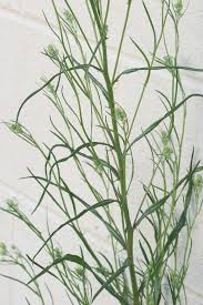 Attēlu rezultāti vaicājumam “Crepis tectorum fruit”