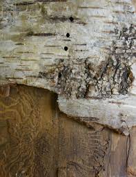 Attēlu rezultāti vaicājumam “Scolytus ratzeburgi”