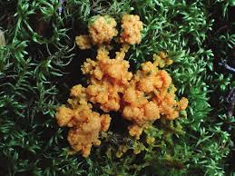 Attēlu rezultāti vaicājumam “Badhamia lilacina plasmodium”