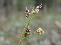 Attēlu rezultāti vaicājumam “Luzula pilosa bud”