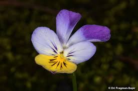 Attēlu rezultāti vaicājumam “Viola tricolor”