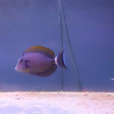 Image result for Acanthurus blochii