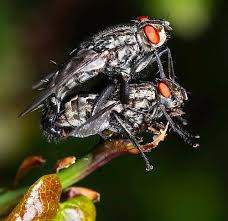 Attēlu rezultāti vaicājumam “Sarcophaga carnaria”