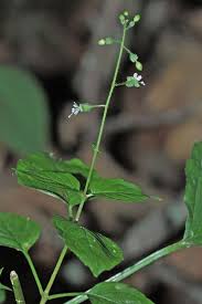 Attēlu rezultāti vaicājumam “Circaea lutetiana leaf”