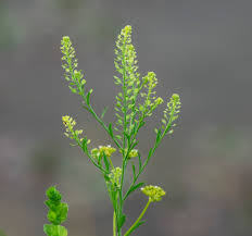 Attēlu rezultāti vaicājumam “Lepidium densiflorum flower”