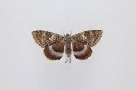 Attēlu rezultāti vaicājumam “Catocala fraxini”