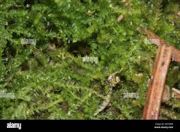 Attēlu rezultāti vaicājumam “Cephalozia loitlesbergeri”