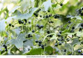 Attēlu rezultāti vaicājumam “Bryonia alba fruit”