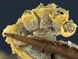 Attēlu rezultāti vaicājumam “Physarum contextum”