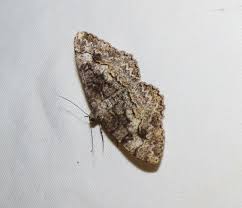 Attēlu rezultāti vaicājumam “Alcis repandata”