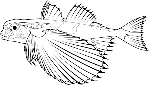 Image result for Dactylopterus volitans