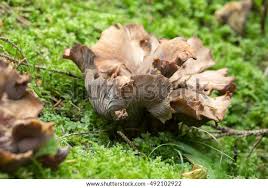 Attēlu rezultāti vaicājumam “Gomphus clavatus”