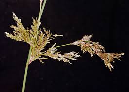 Attēlu rezultāti vaicājumam “Juncus squarrosus”