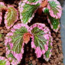 Attēlu rezultāti vaicājumam “Fuligo laevis”