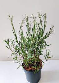 Attēlu rezultāti vaicājumam “Salix rosmarinifolia”